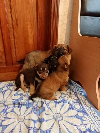 Щенки в добрые руки