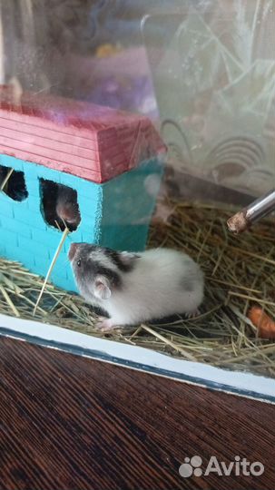 Продаем Хомяков