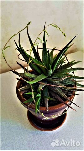 Хавортия Аттенуата взрослое растение