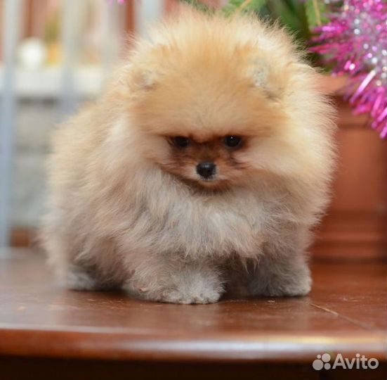 Мини шпицульки