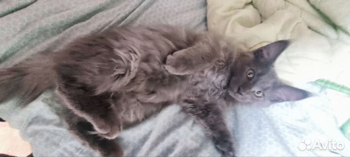 Котята 3 месяца