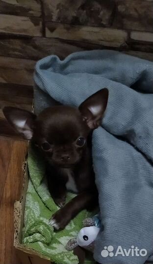 Щенки чихуахуа мини девочки