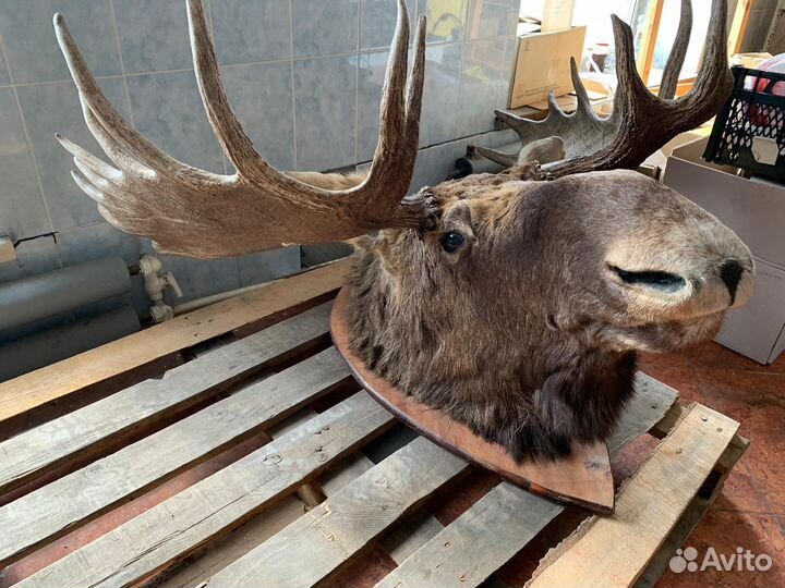 Чучело головы лося