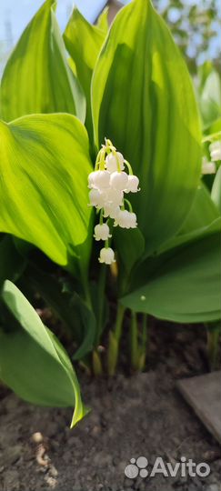 Ландыши майские (рассада)