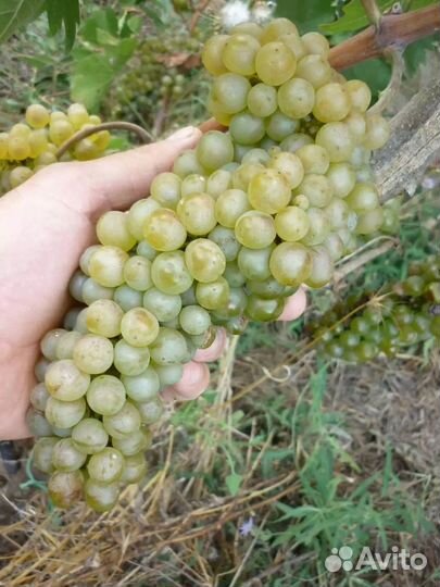 Технический сорт белого винограда Рислинг