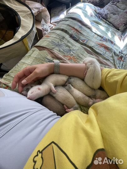 Хорьки экзоты