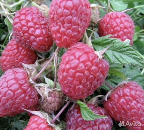 Саженцы малины