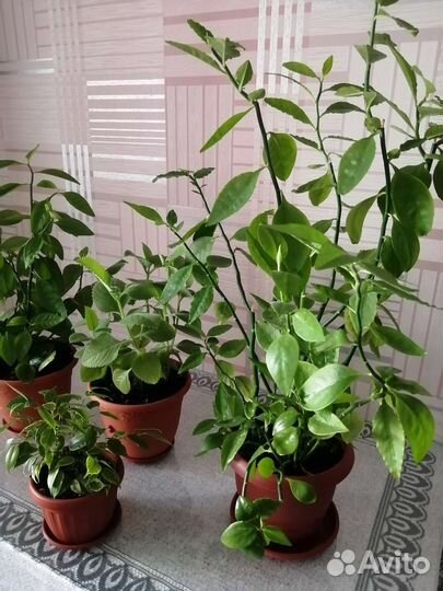 Комнатные цветы