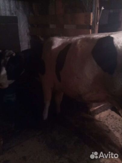 Корова дойная