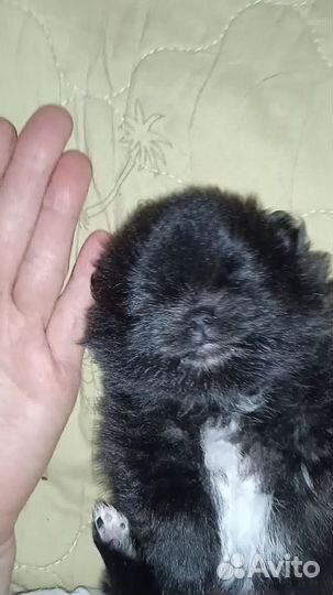 Померанский шпиц мини