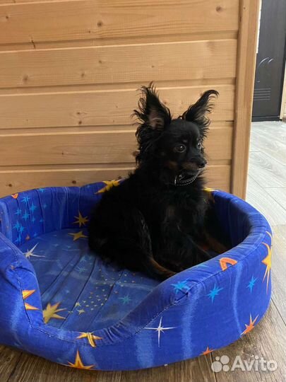 Передержка животных, услуги кинолога