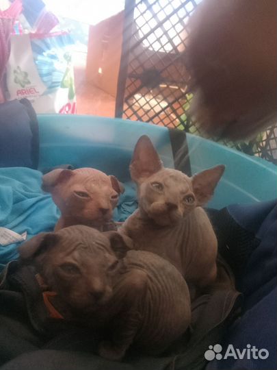 Котята сфинкс