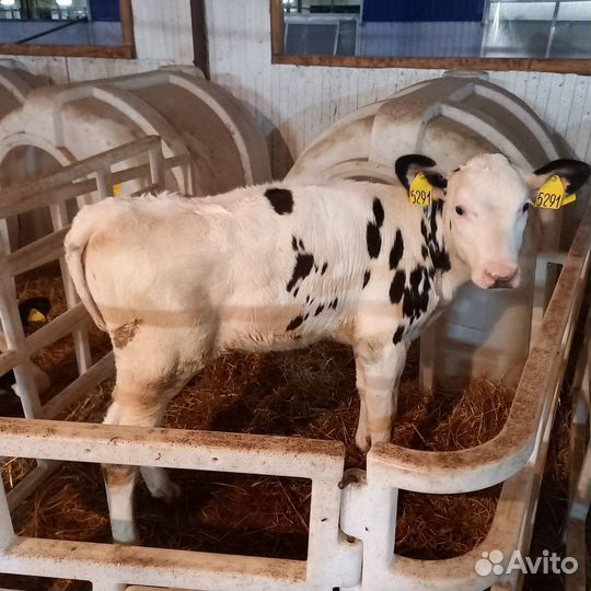 Телята бычки