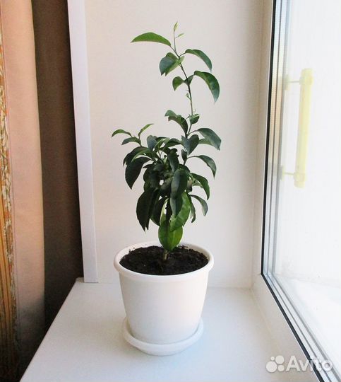 Мандарин, комнатное растение