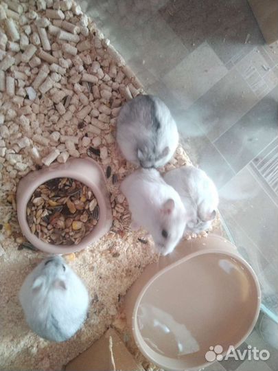 Джунгарский хомяк