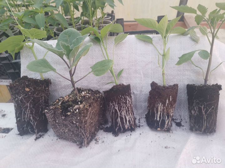 Рассада перца,томатов,баклажан и огурцов