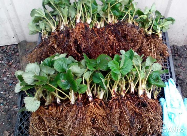 Саженцы клубники