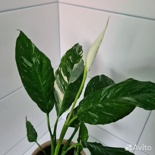 Спатифиллум Диамант или 