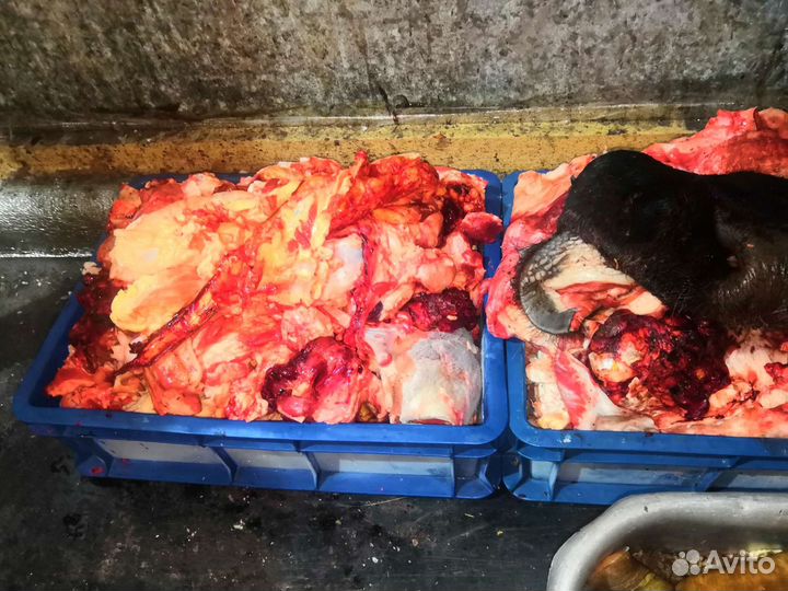 Бычий корень