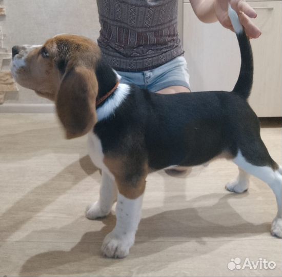 Щенок бигля РКФ мальчик