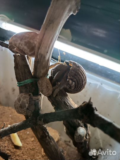 Украшения для аквариума