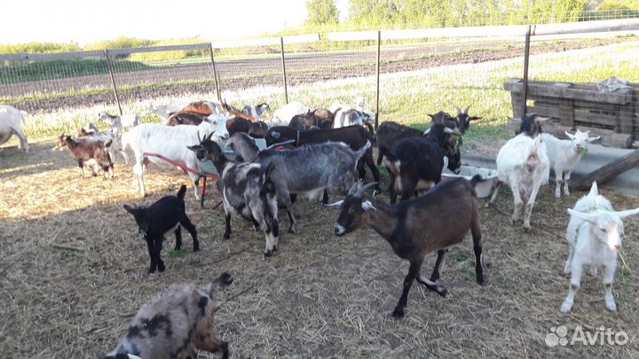 Молочные козы