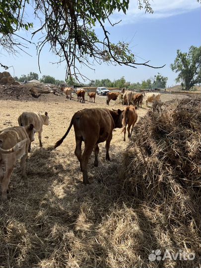 Продаша скота