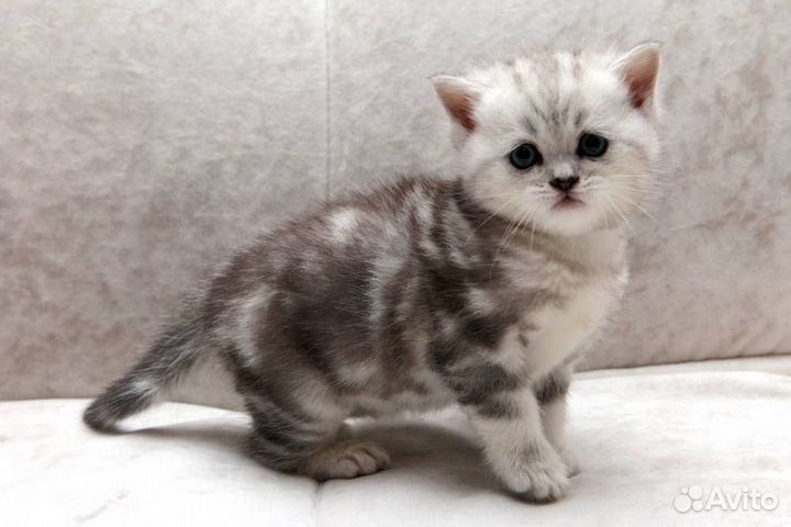 Шотландский малыш