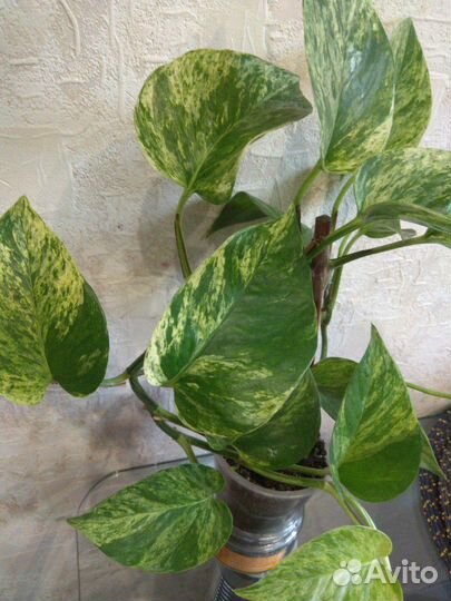 Сциндапсус (Марбл Квин)