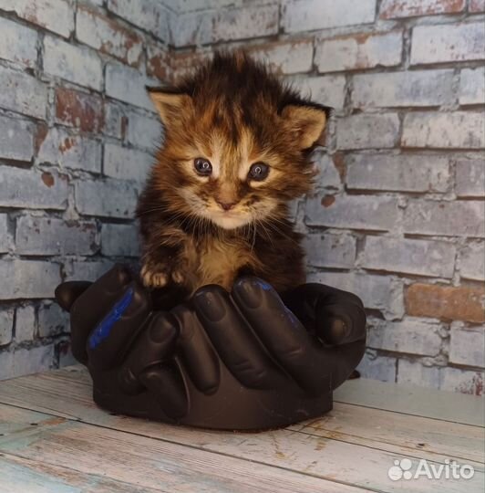 Котята Мейн-кун