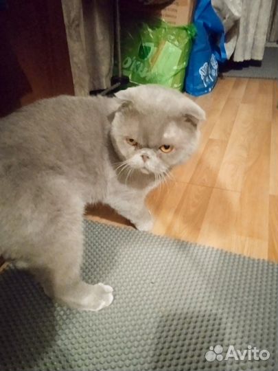 Британские котята