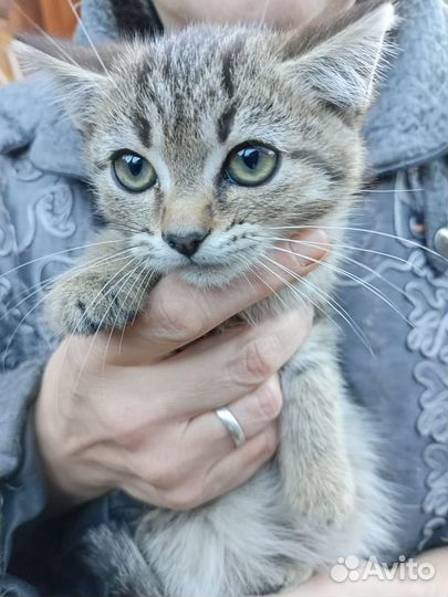 Кошки Котята