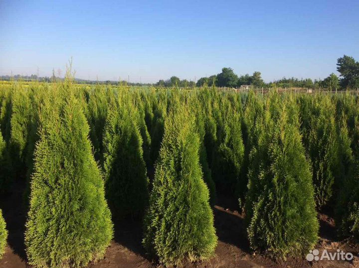 Туи Брабант Смарагд с подсадкой под ключ