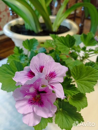 Эухарис амазонская лилия