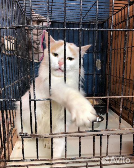 Турецкий ван Аманда в клетке