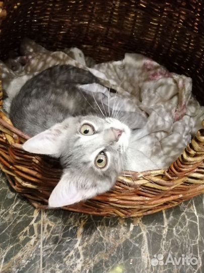 Котенок Игорь, окрас дворянский вискас (серый)