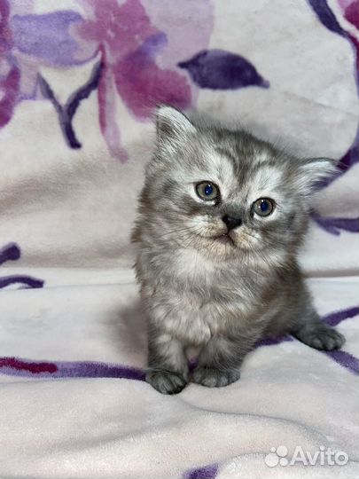 Вислоухие котята