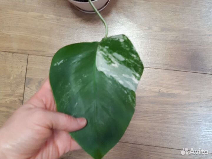 Монстера альба