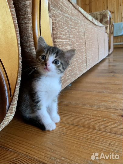 Котик в добрые руки