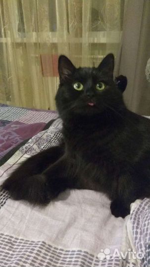 Кошка в дар бесплатно