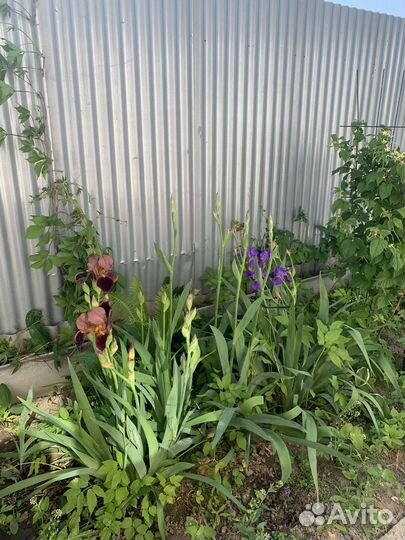Хоста и ирисы