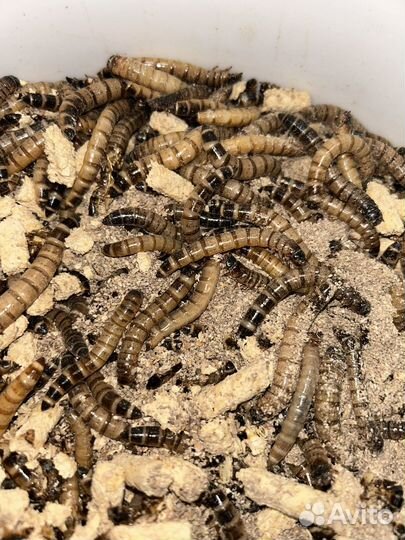 Живые насекомые