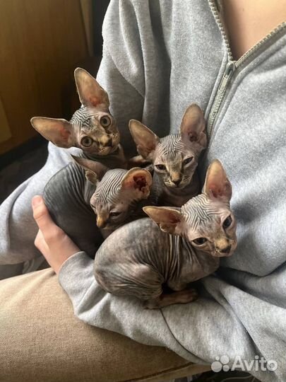 Донской сфинкс котята
