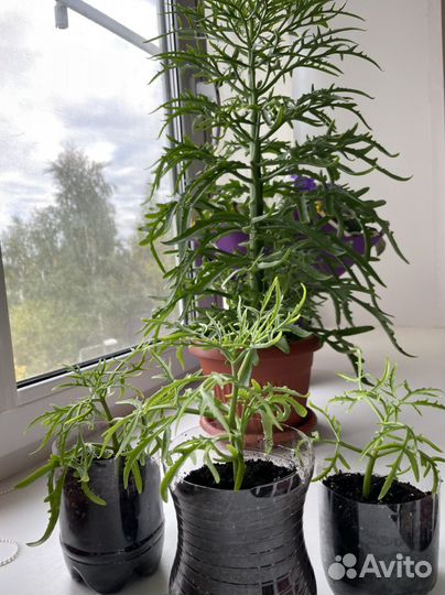 Каланхоэ(оленьи рожки)саженцы укоренившиеся