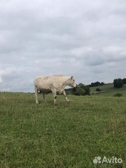 Племенной бык шароле