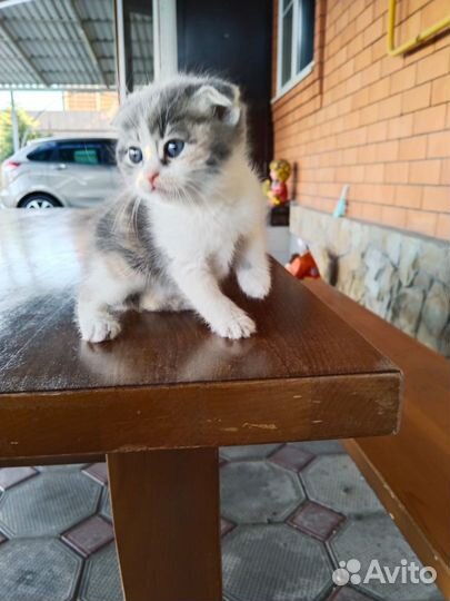 Кошки в добрые руки бесплатно