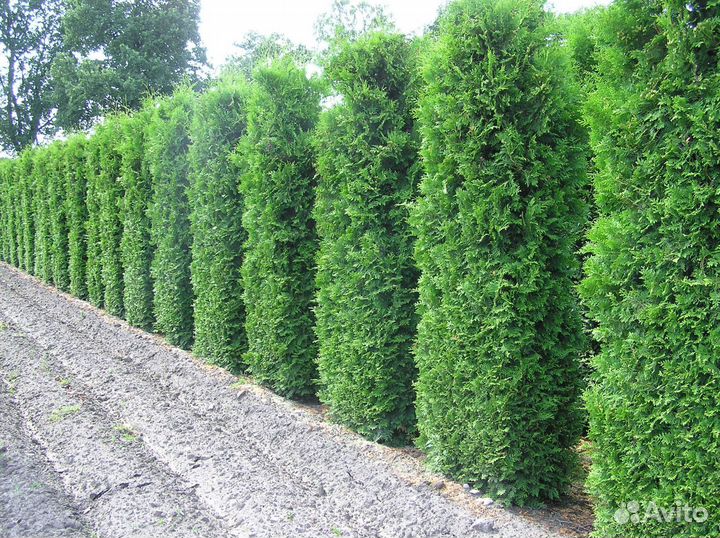 Туя Смарагд 1,8-2 м,Брабант,Колумна