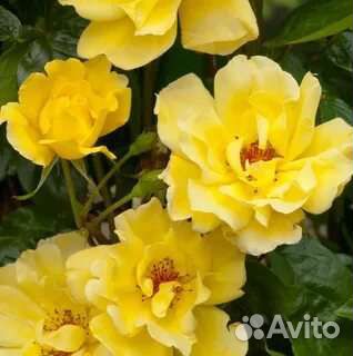 Саженец плетистой розы Голден элеганс