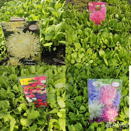 Однолетние цветы астры бархатцы и другие