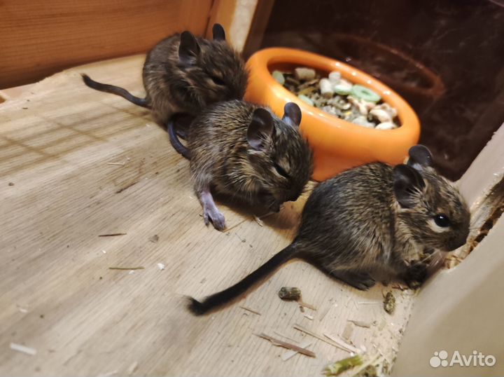 Малыши дегу